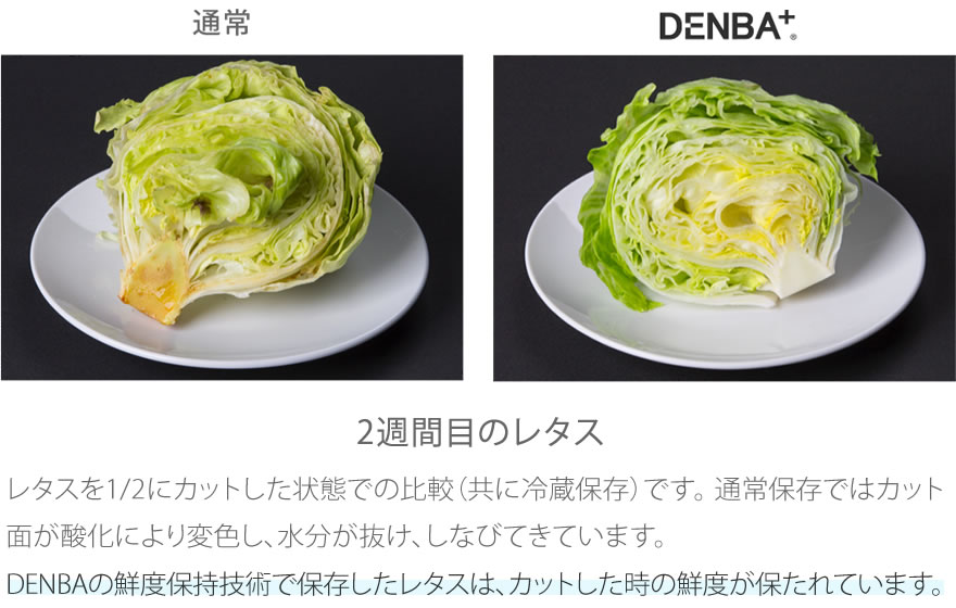 2週間目のレタス