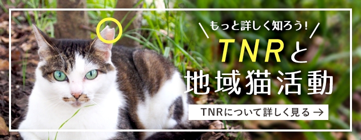 TNRと地域猫活動