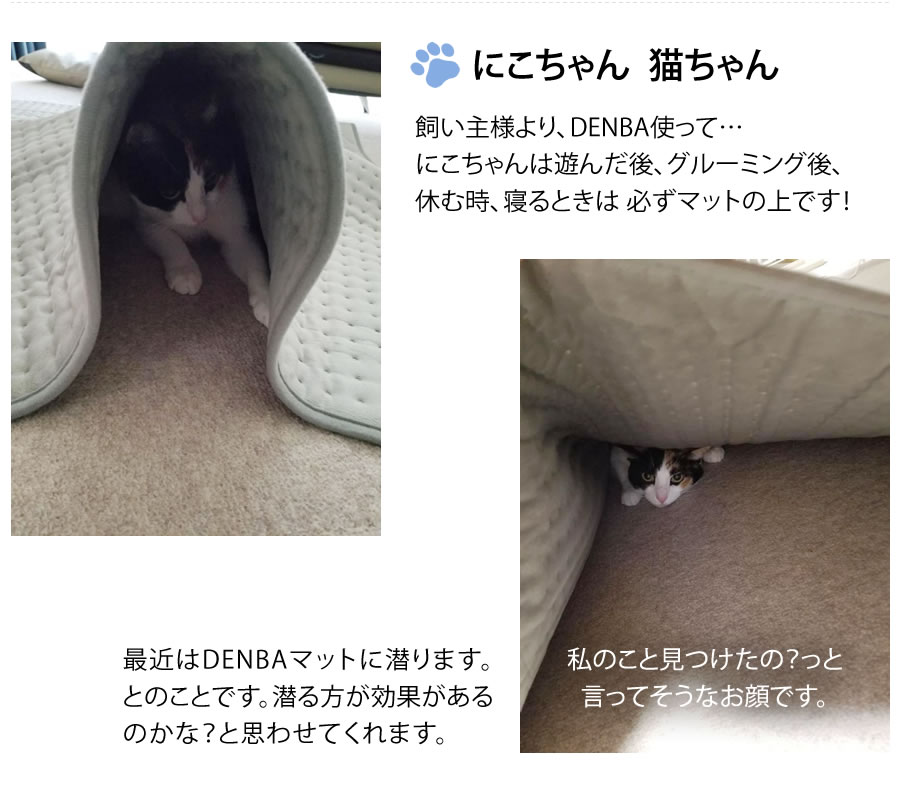 にこちゃん 猫ちゃん