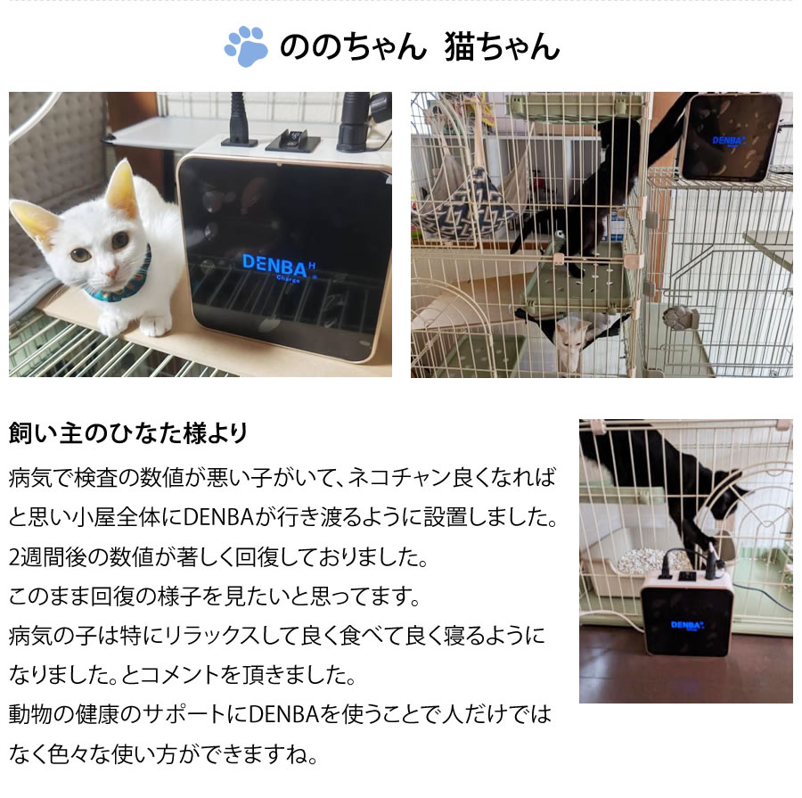 ののちゃん 猫ちゃん