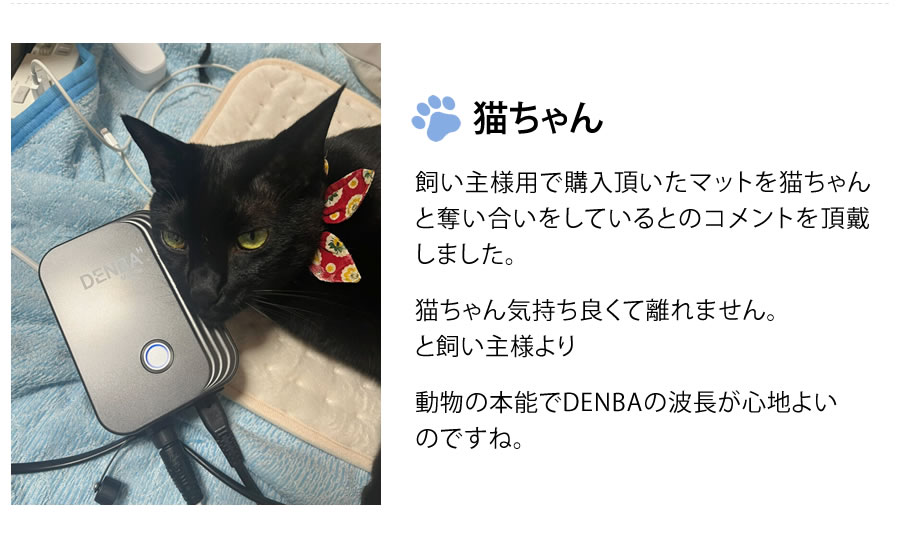 猫ちゃん